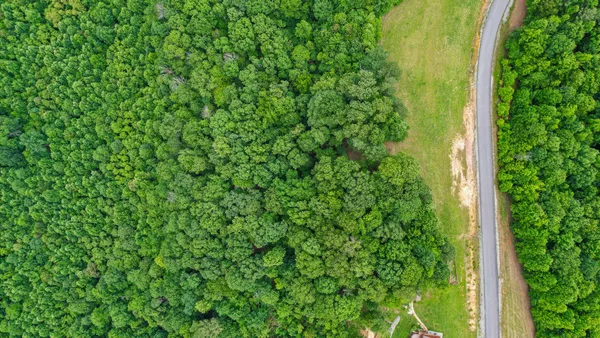 a view of a lush green forest with a mountain in the background