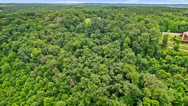 a view of a lush green forest with lots of trees