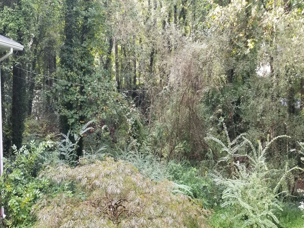 a view of a forest with a tree