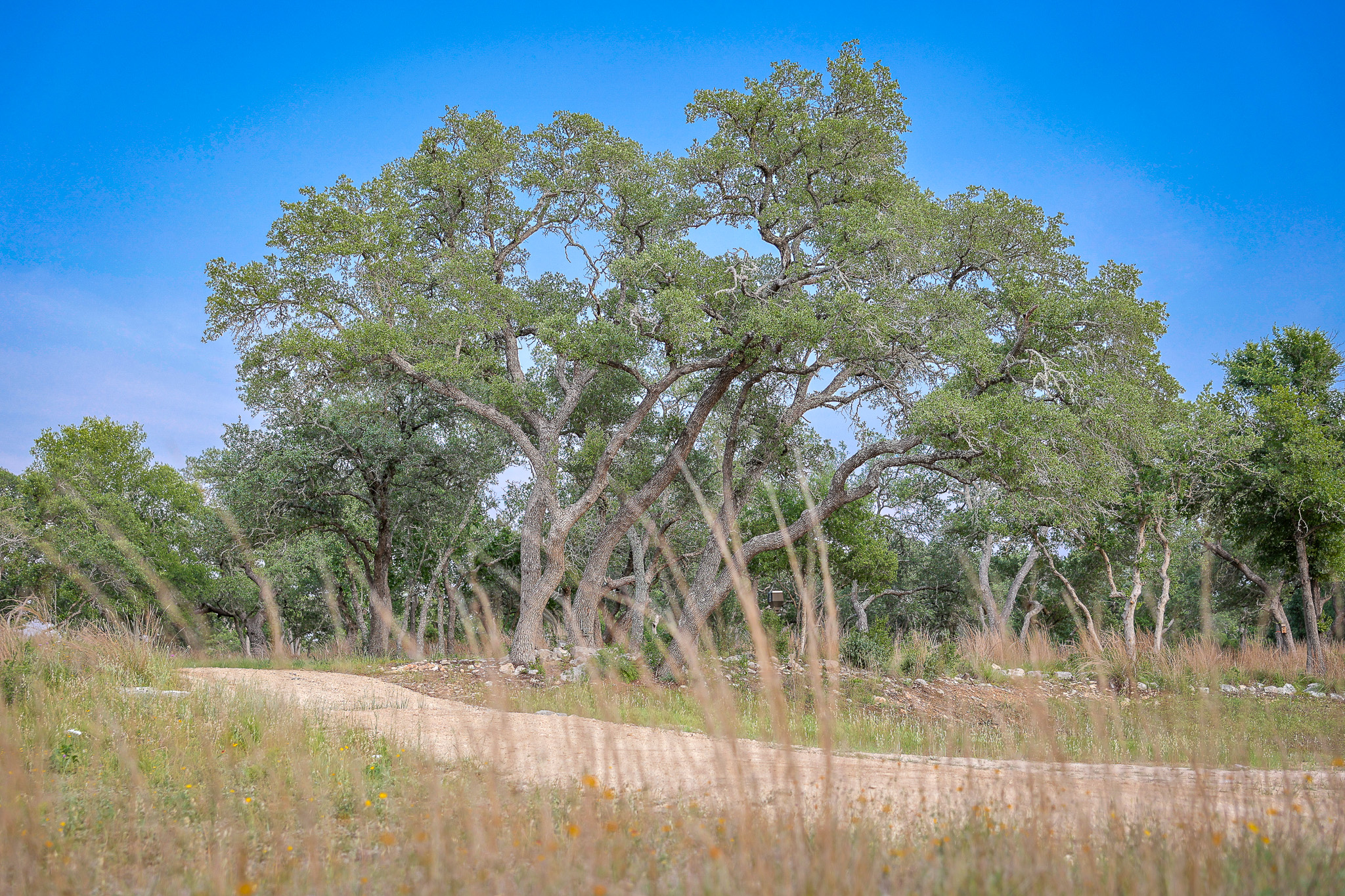 205 Mount Gainor Road Dripping Springs, TX 78620 - Photo 13 of 29