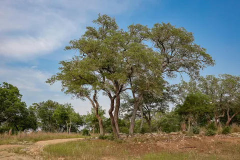 $2,190,000 | 205 Mount Gainor Road, Dripping Springs, TX 78620