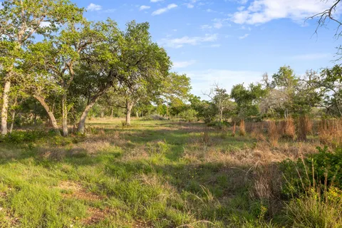 a view of a tree in a field with a tree in the background