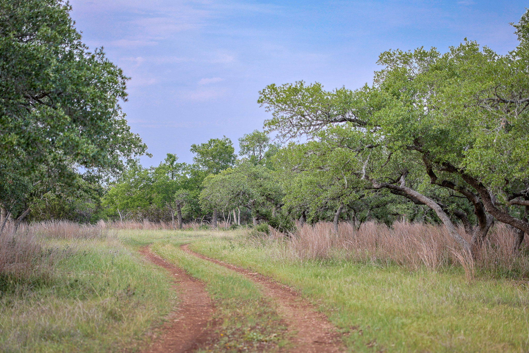 205 Mount Gainor Road Dripping Springs, TX 78620 - Photo 23 of 29