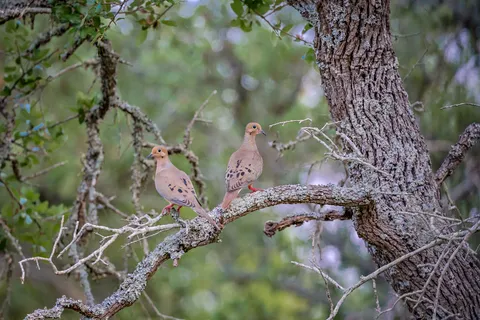 $2,190,000 | 205 Mount Gainor Road, Dripping Springs, TX 78620