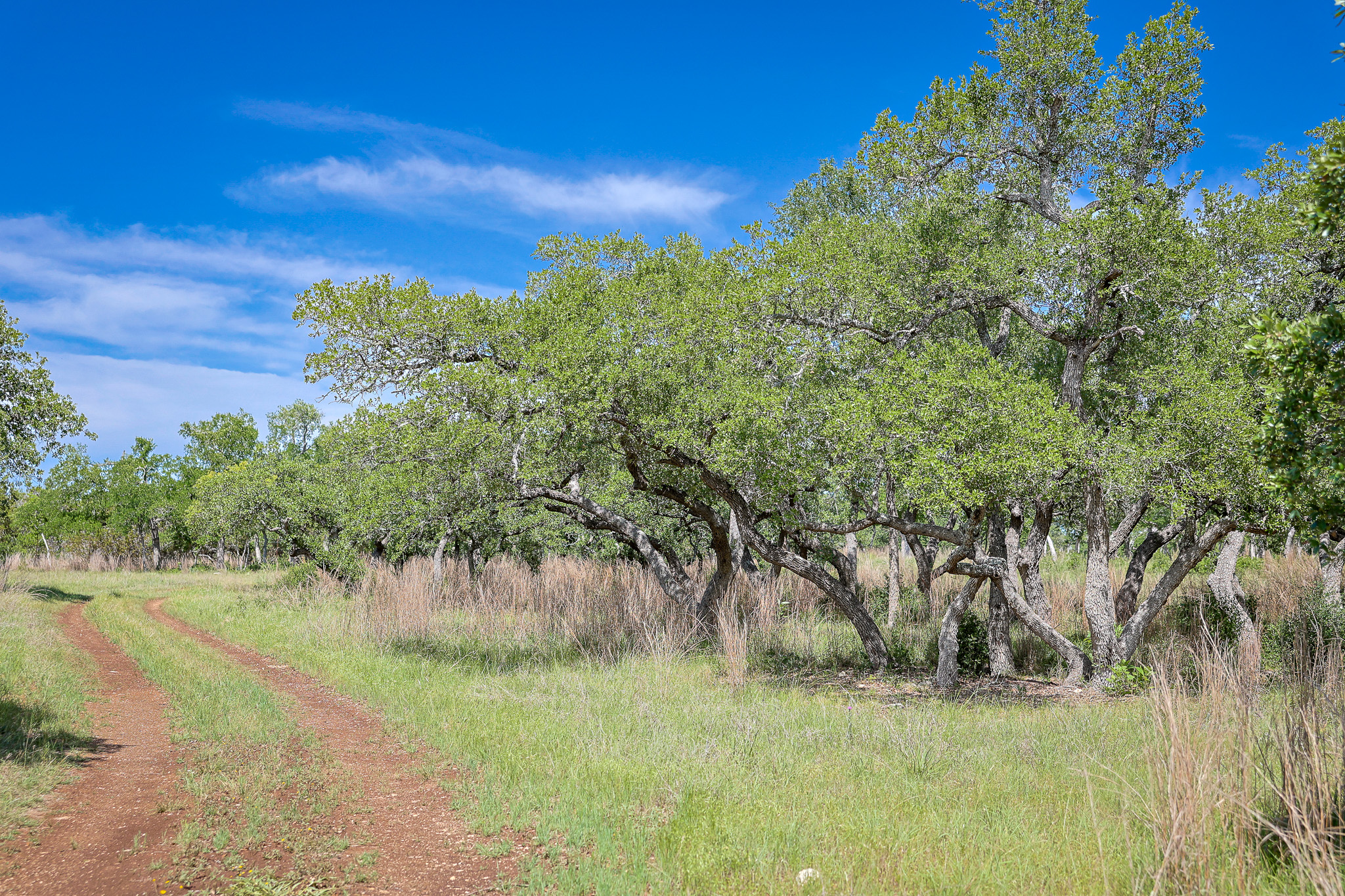 205 Mount Gainor Road Dripping Springs, TX 78620 - Photo 7 of 29