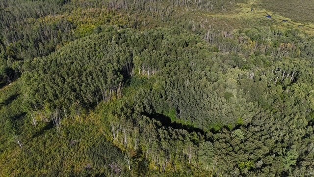 0 Mack Lake Road Trego, WI 54888 - Photo 14 of 26 Gallery Image 14