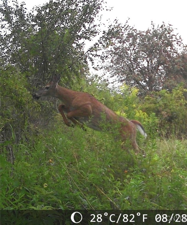 Gleason Hill Road Belfast, NY 14711 - Photo 37 of 50