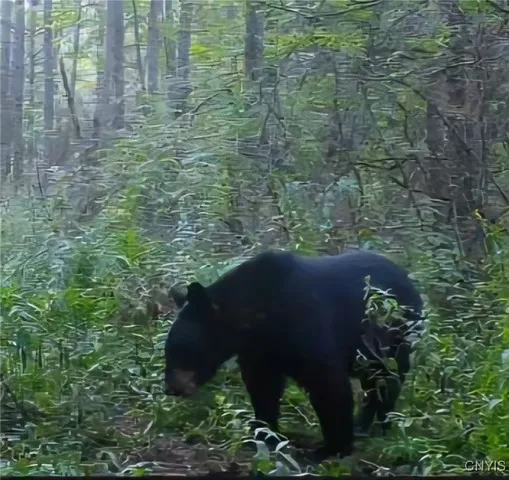 $225,000 | Gleason Hill Road, Belfast, NY 14711