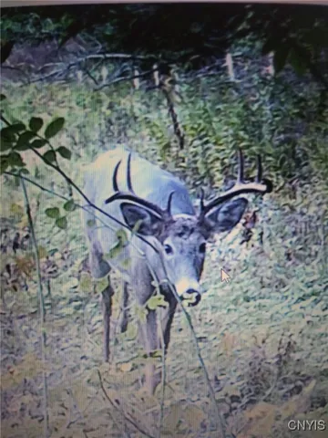 $225,000 | Gleason Hill Road, Belfast, NY 14711