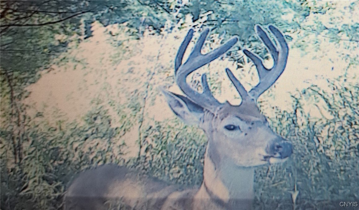 Gleason Hill Road Belfast, NY 14711 - Photo 40 of 50