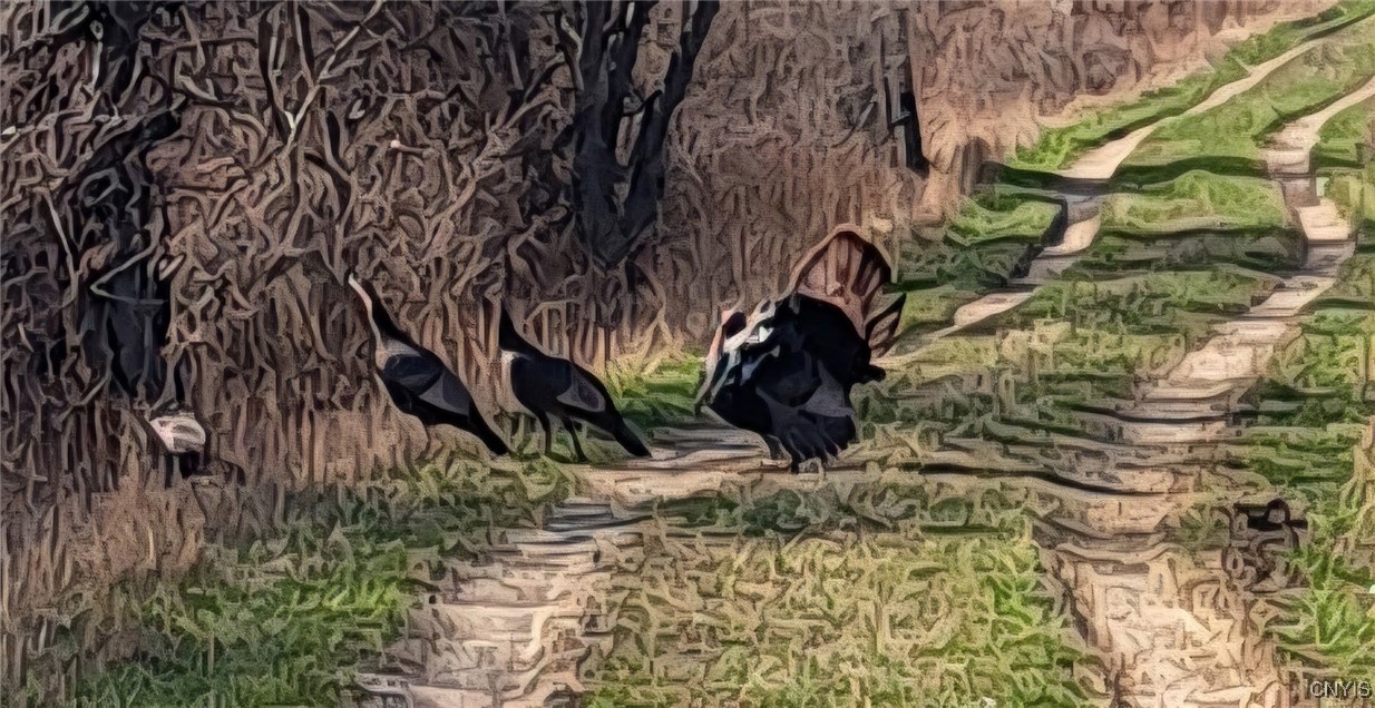 Gleason Hill Road Belfast, NY 14711 - Photo 41 of 50