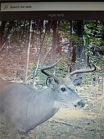 $225,000 | Gleason Hill Road, Belfast, NY 14711