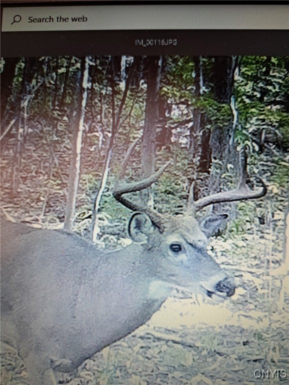 Gleason Hill Road Belfast, NY 14711 - Photo 42 of 50