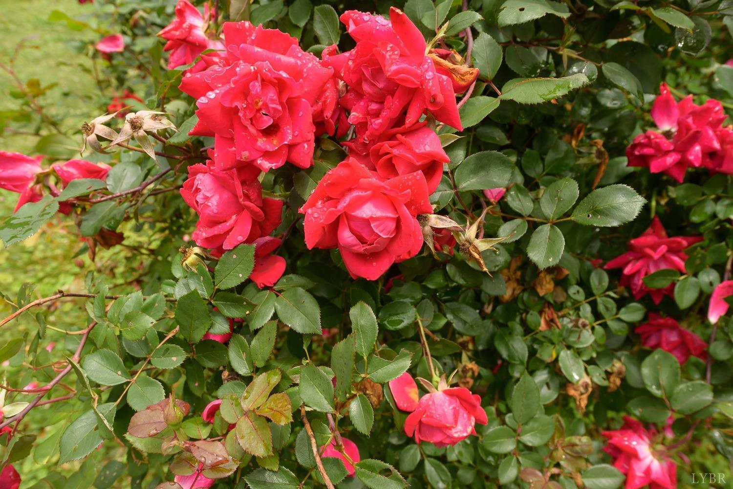 149 Locust Street Amherst, VA 24521 - Photo 3 of 86 a view of a flower