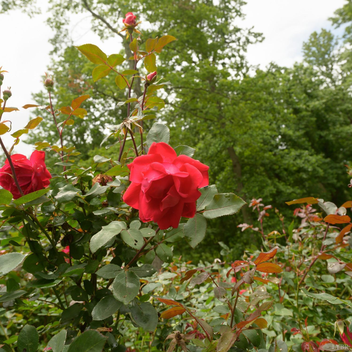 149 Locust Street Amherst, VA 24521 - Photo 84 of 86 a view of a flower in a yard