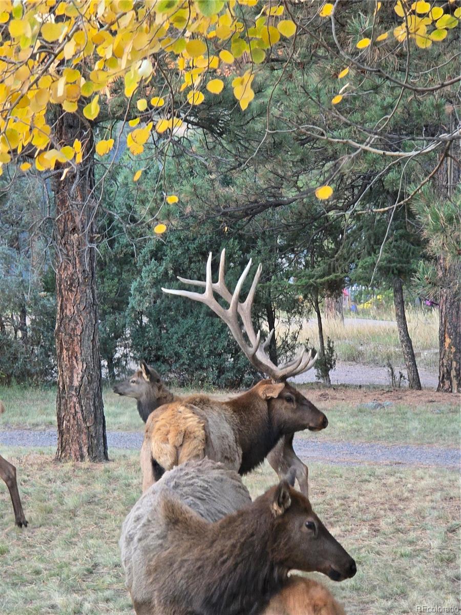 22901 Pinecrest Road Golden, CO 80401 - Photo 36 of 39