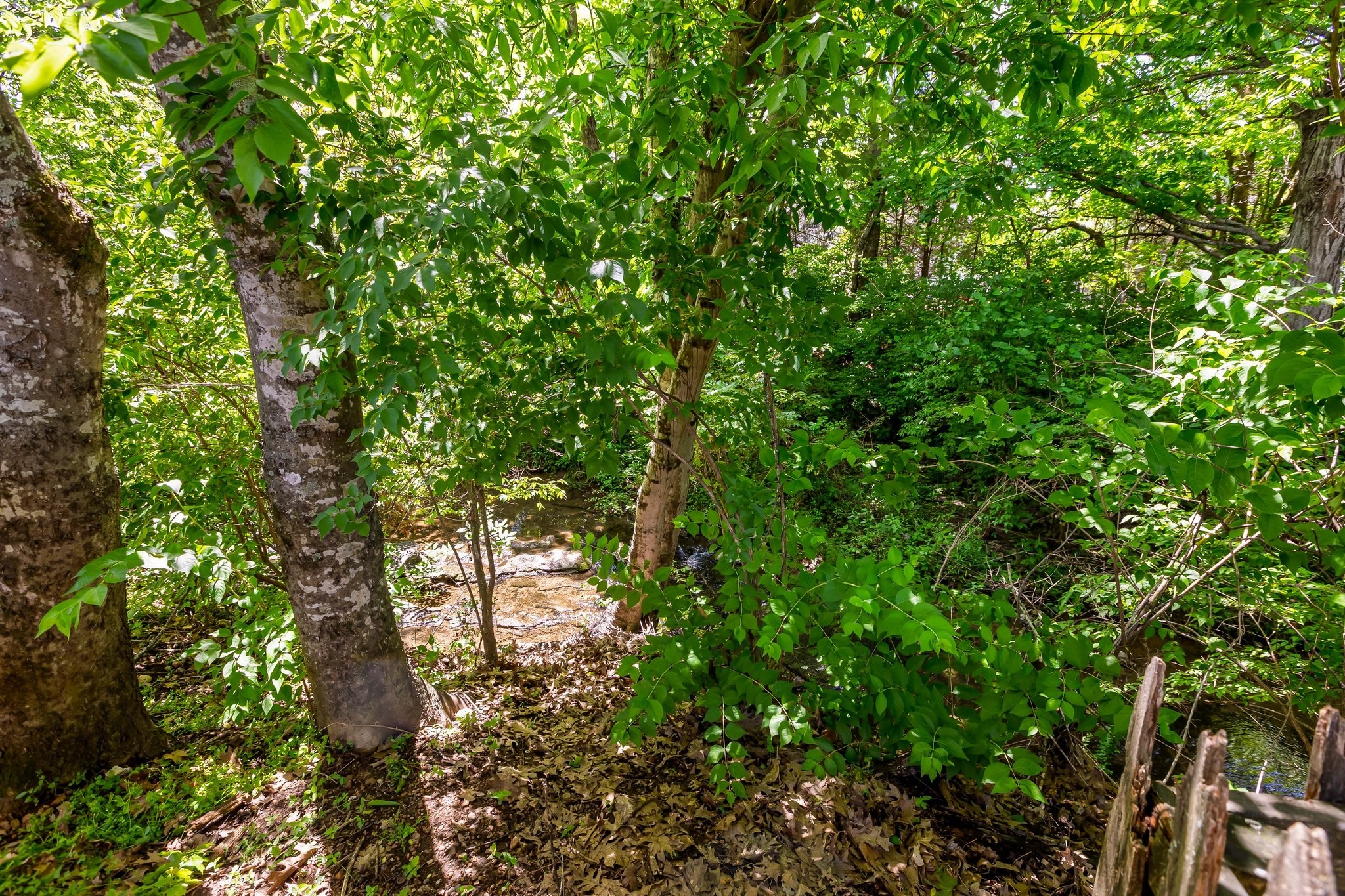 4025 Deer Run Trace Spring Hill, TN 37174 - Photo 43 of 54 a backyard of a house with lots of green space