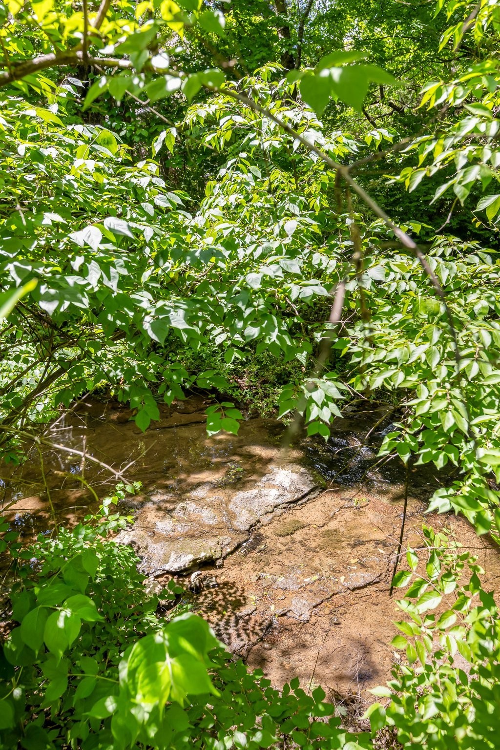 4025 Deer Run Trace Spring Hill, TN 37174 - Photo 44 of 54 a backyard of a house with lots of green space and garden