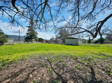 a view of a yard with plants and large trees