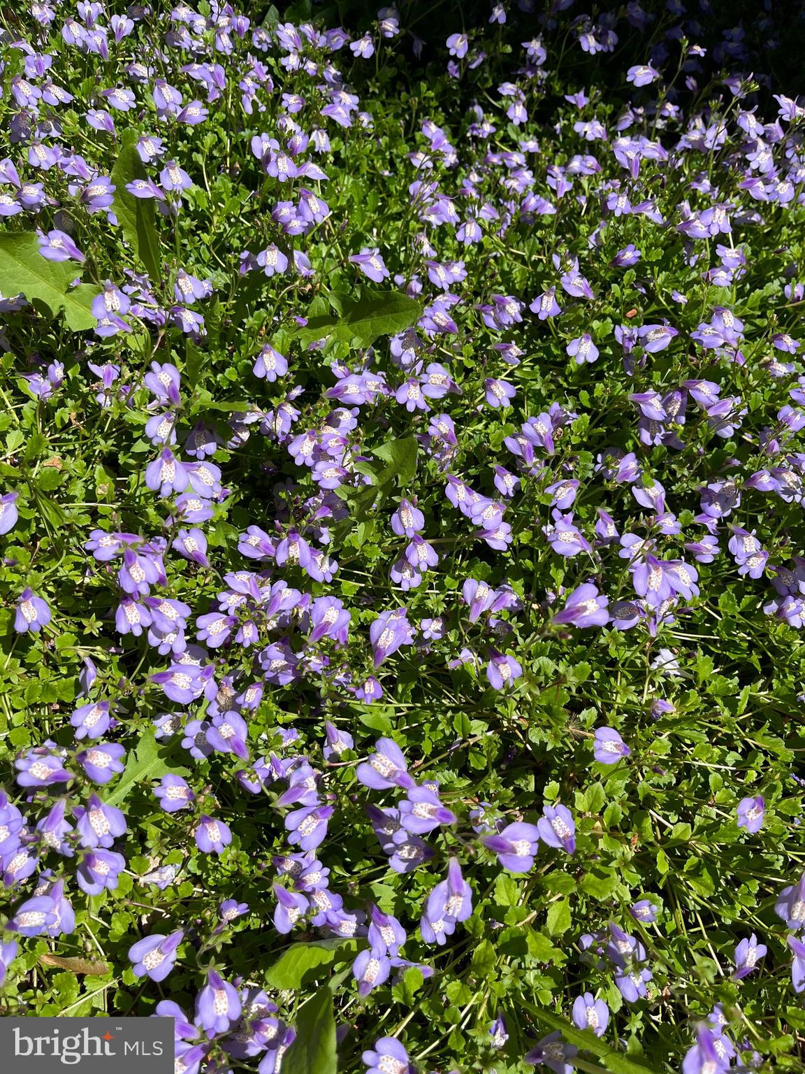 10616 Pennydog Lane Silver Spring, MD 20902 - Photo 48 of 58 a view of flowers in bunch