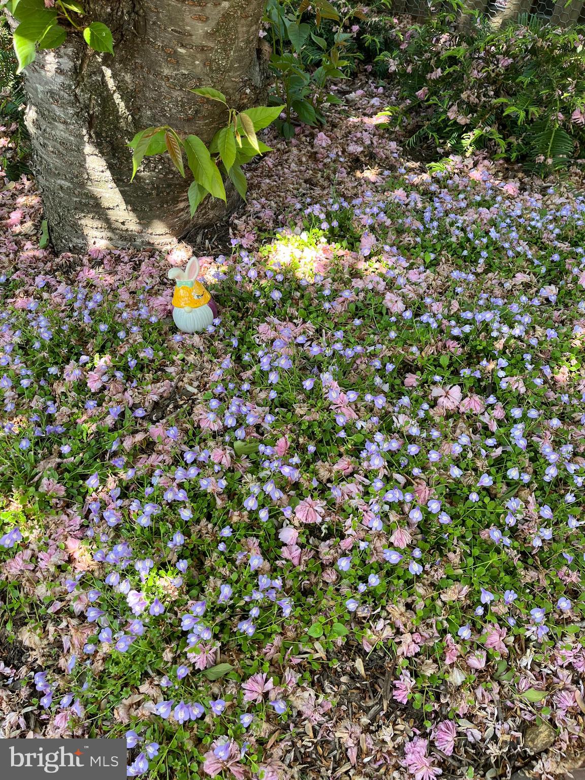 10616 Pennydog Lane Silver Spring, MD 20902 - Photo 50 of 58 a view of a tree with a tree