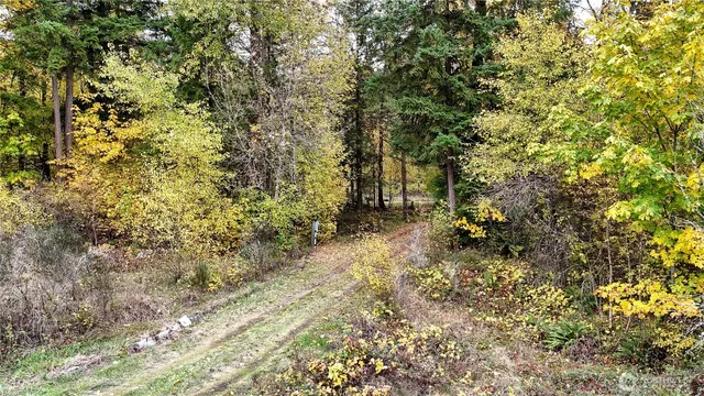 a view of a yard with plants and large trees