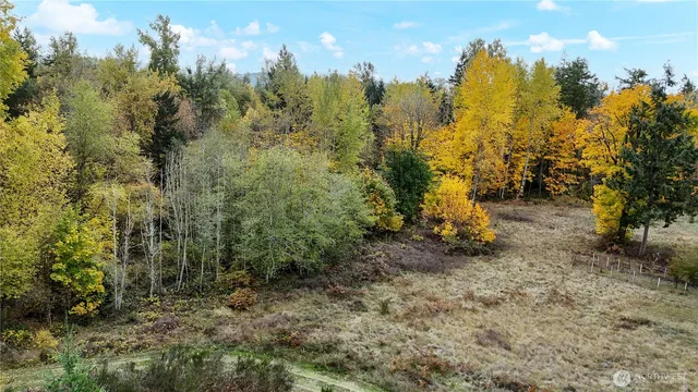 a view of a forest with trees in the background