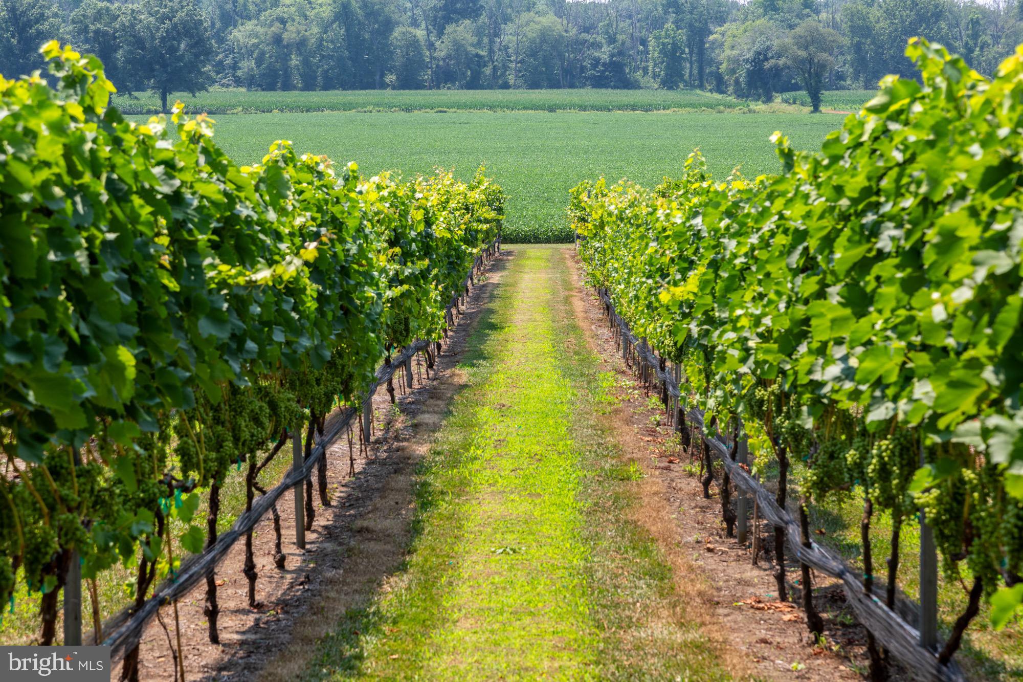 27058 Mt Pleasant Road Columbus, NJ 08022 - Photo 4 of 127