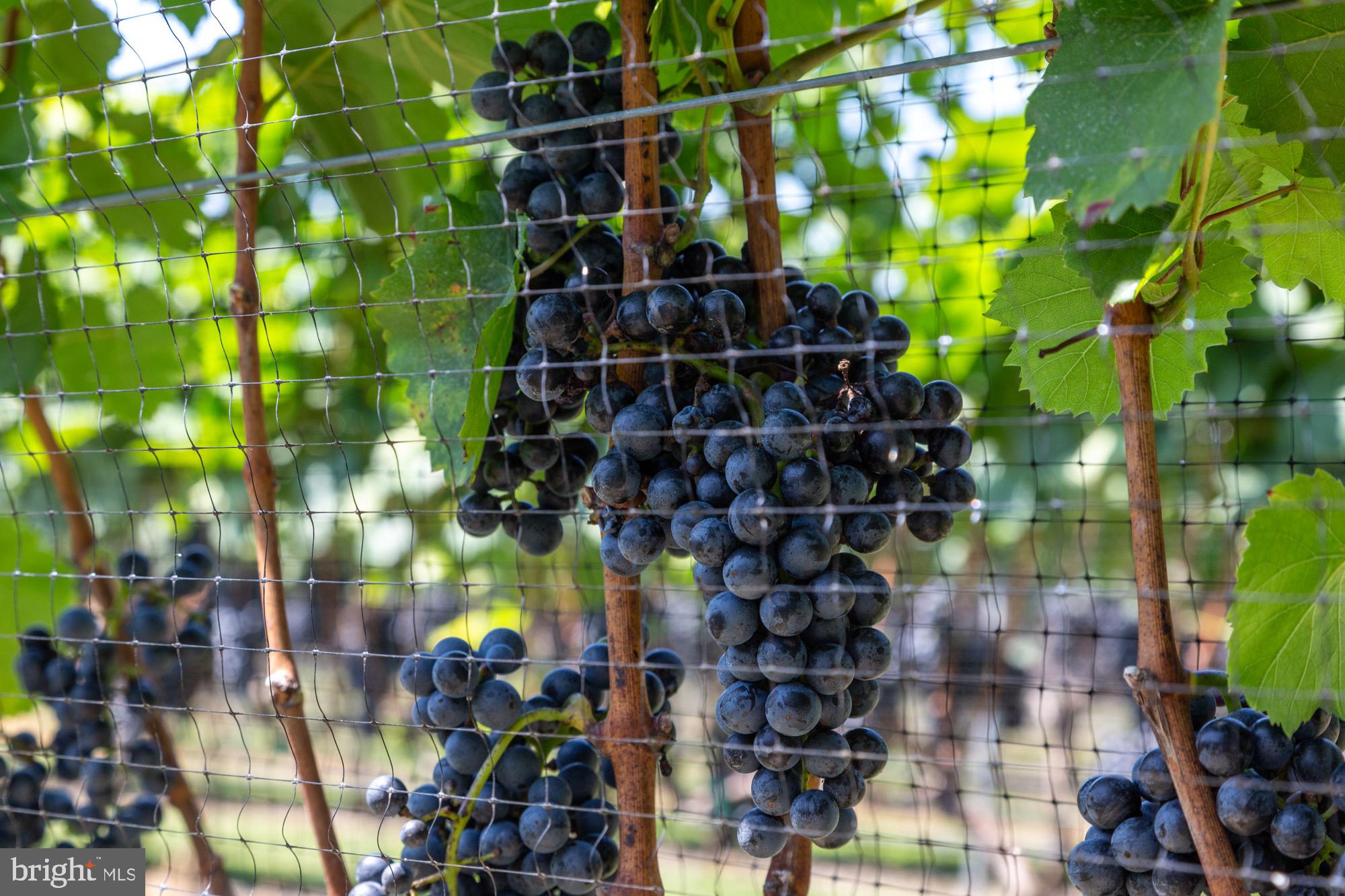 27058 Mt Pleasant Road Columbus, NJ 08022 - Photo 95 of 127