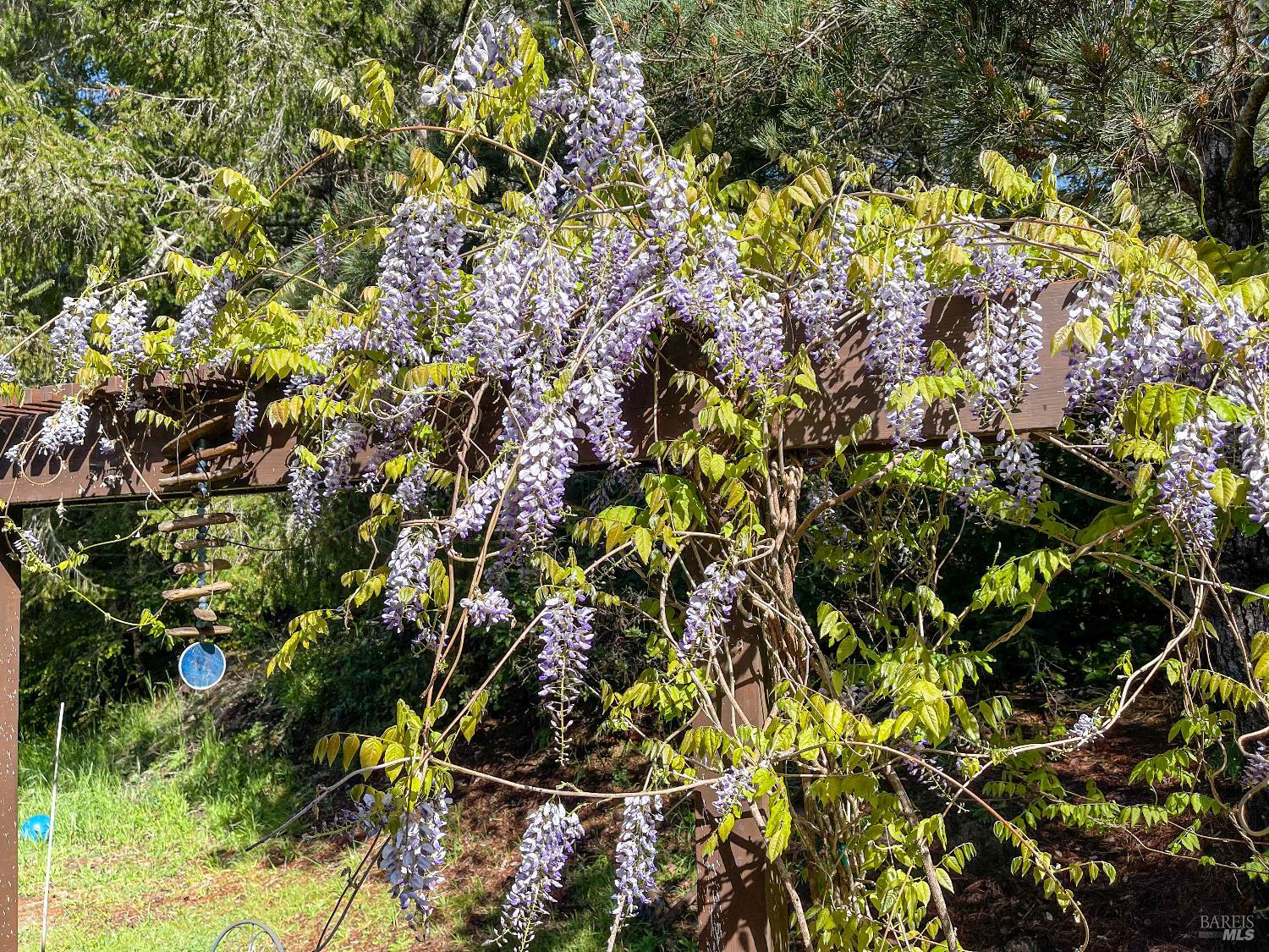 31191 Turner Road Fort Bragg, CA 95437 - Photo 17 of 36 a view of a tree