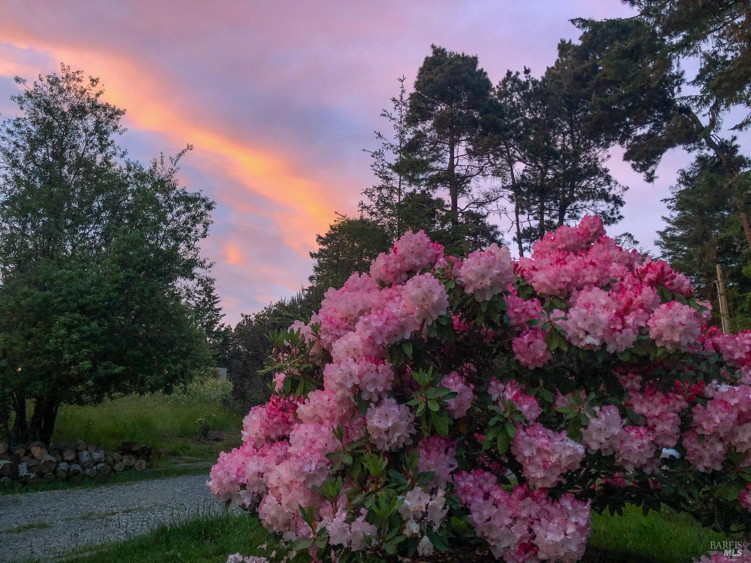 31191 Turner Road Fort Bragg, CA 95437 - Photo 31 of 36 a view of a flower