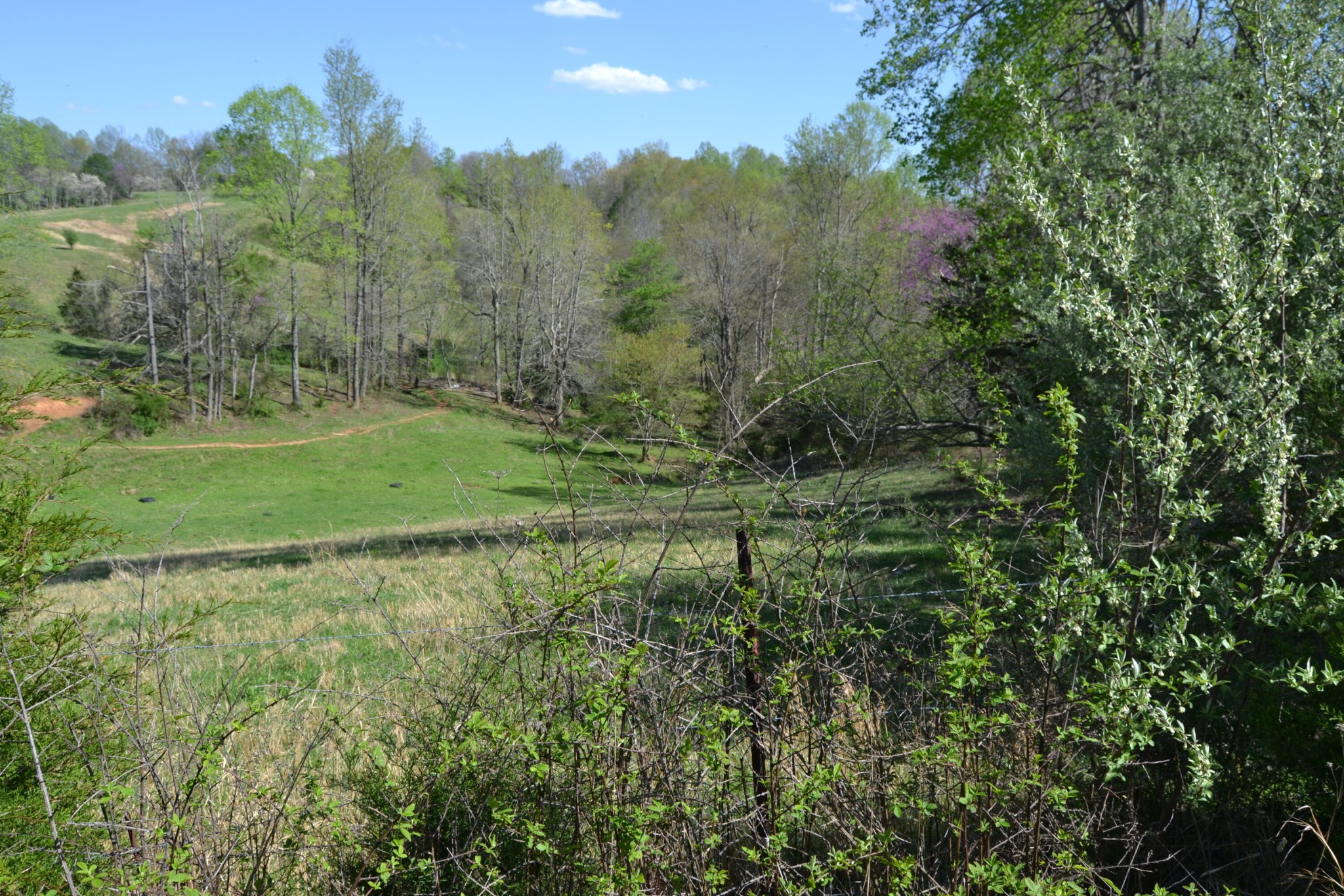 0 Davis Road Livingston, TN 38570 - Photo 3 of 16 a view of a lush green forest with large trees