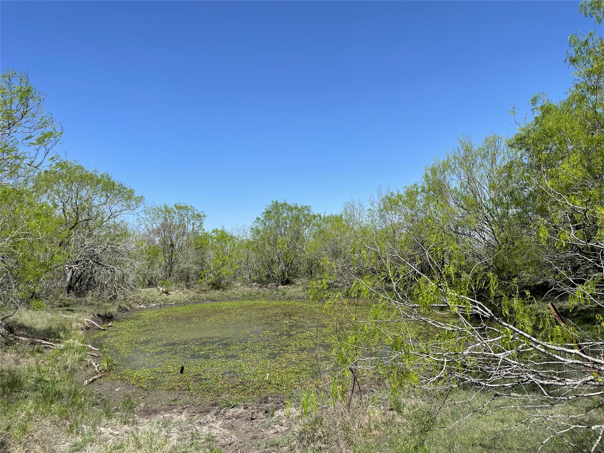 11319 Doyle Overton Road Del Valle, TX 78617 - Photo 14 of 20 View of nature