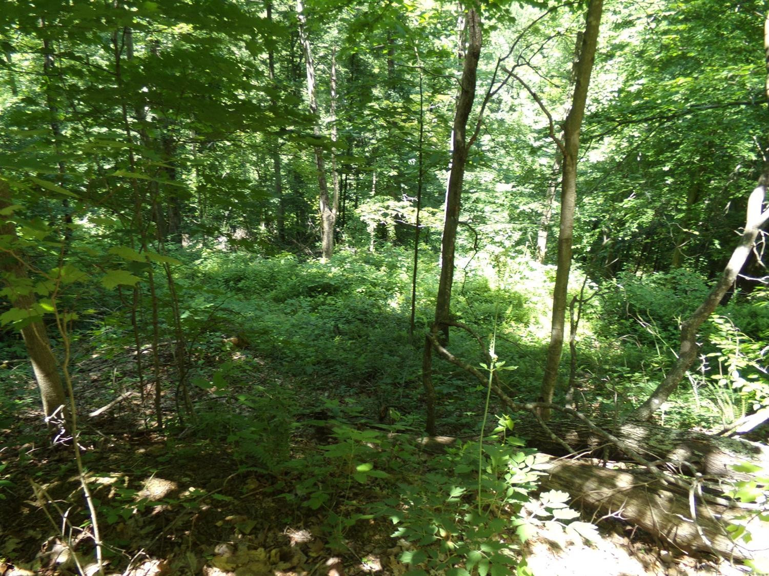 3333 Pinetable Road Means, KY 40346 - Photo 17 of 38 Photo 17