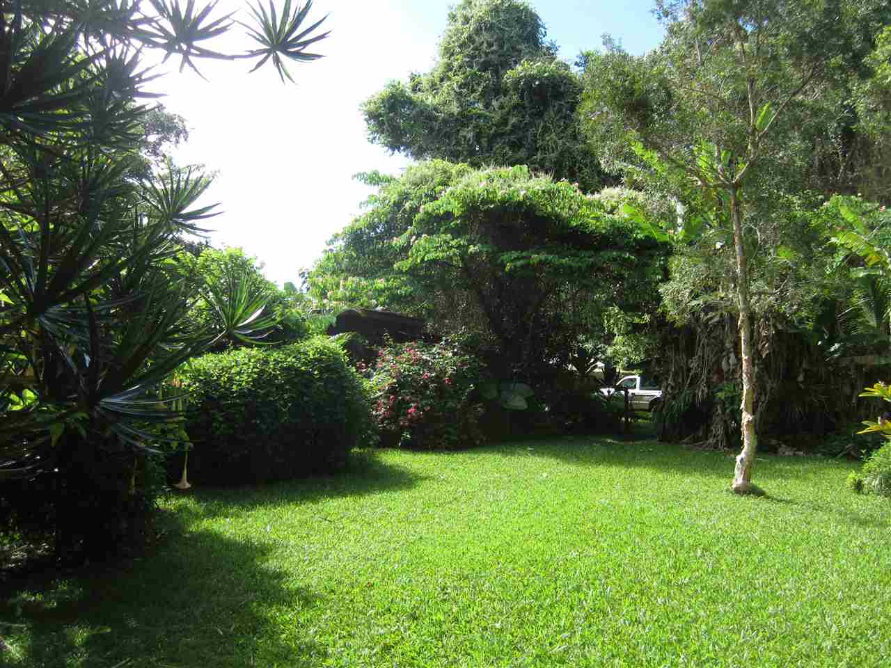 a view of a yard with plants and trees