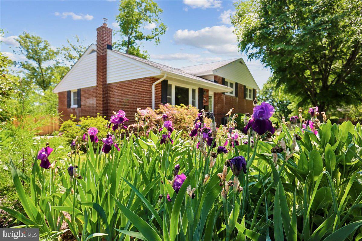 10701 Brunswick Avenue Silver Spring, MD 20902 - Photo 40 of 50 Colorful Irises