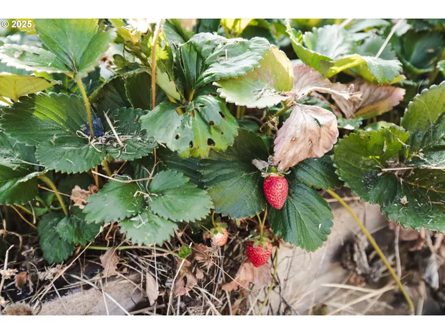 a view of a flower in a garden
