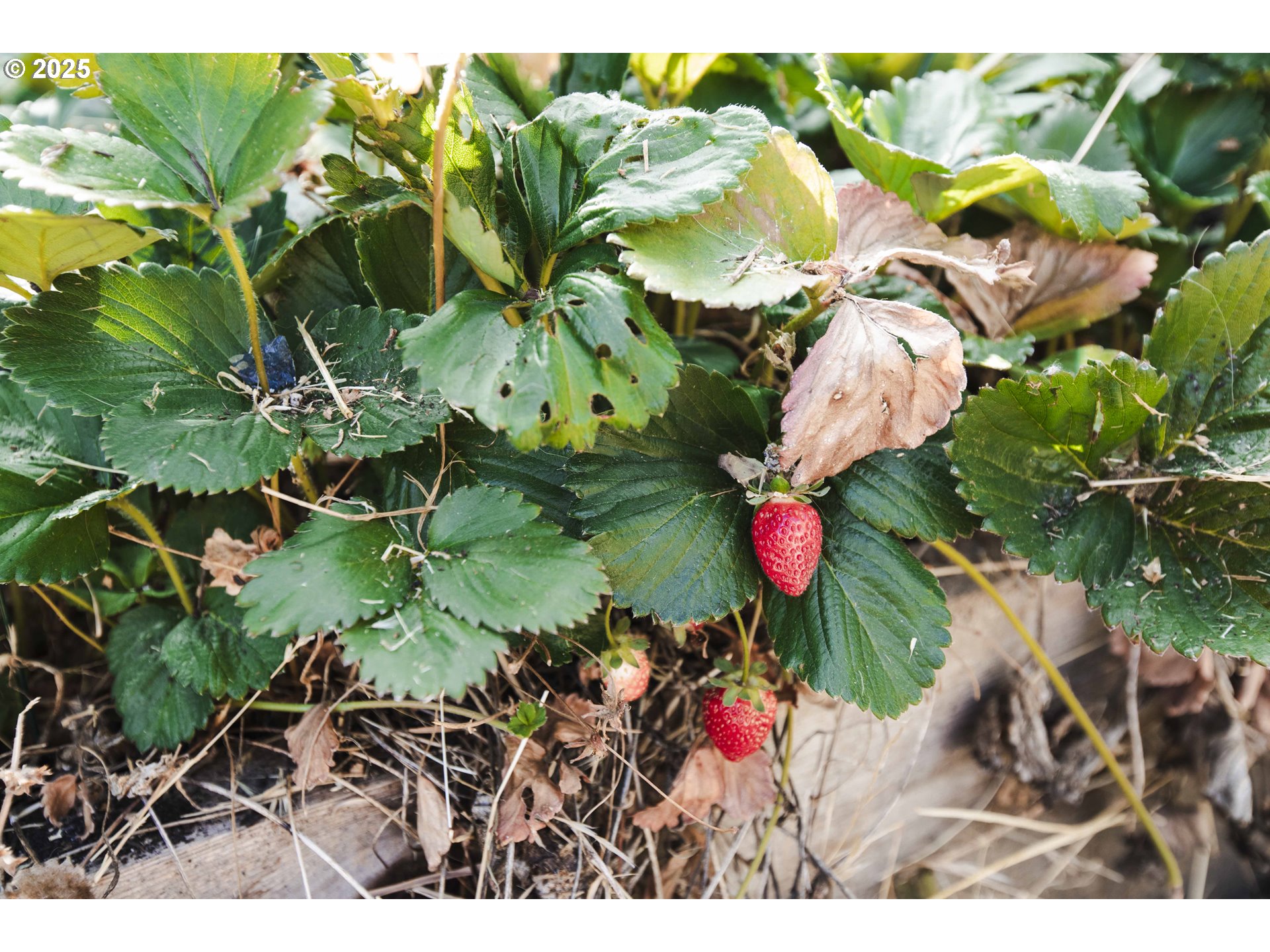 811 Northeast Clyde Place, Unit 116C Grants Pass, OR 97526 - Photo 2 of 37 a view of a flower in a garden