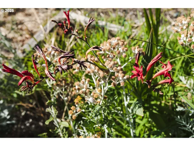 a view of a tree with lots of bushes
