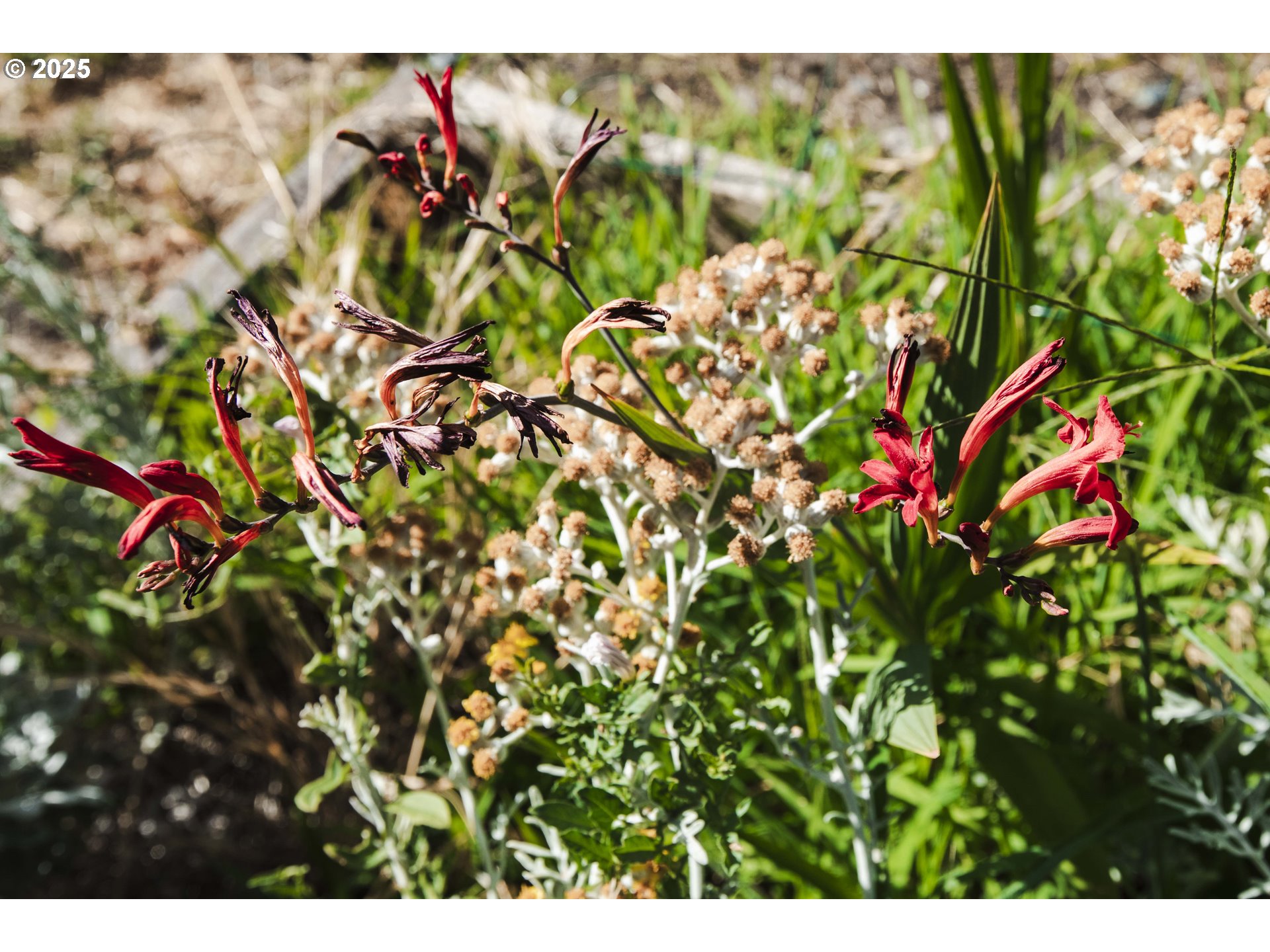 811 Northeast Clyde Place, Unit 116C Grants Pass, OR 97526 - Photo 3 of 37 a view of a tree with lots of bushes