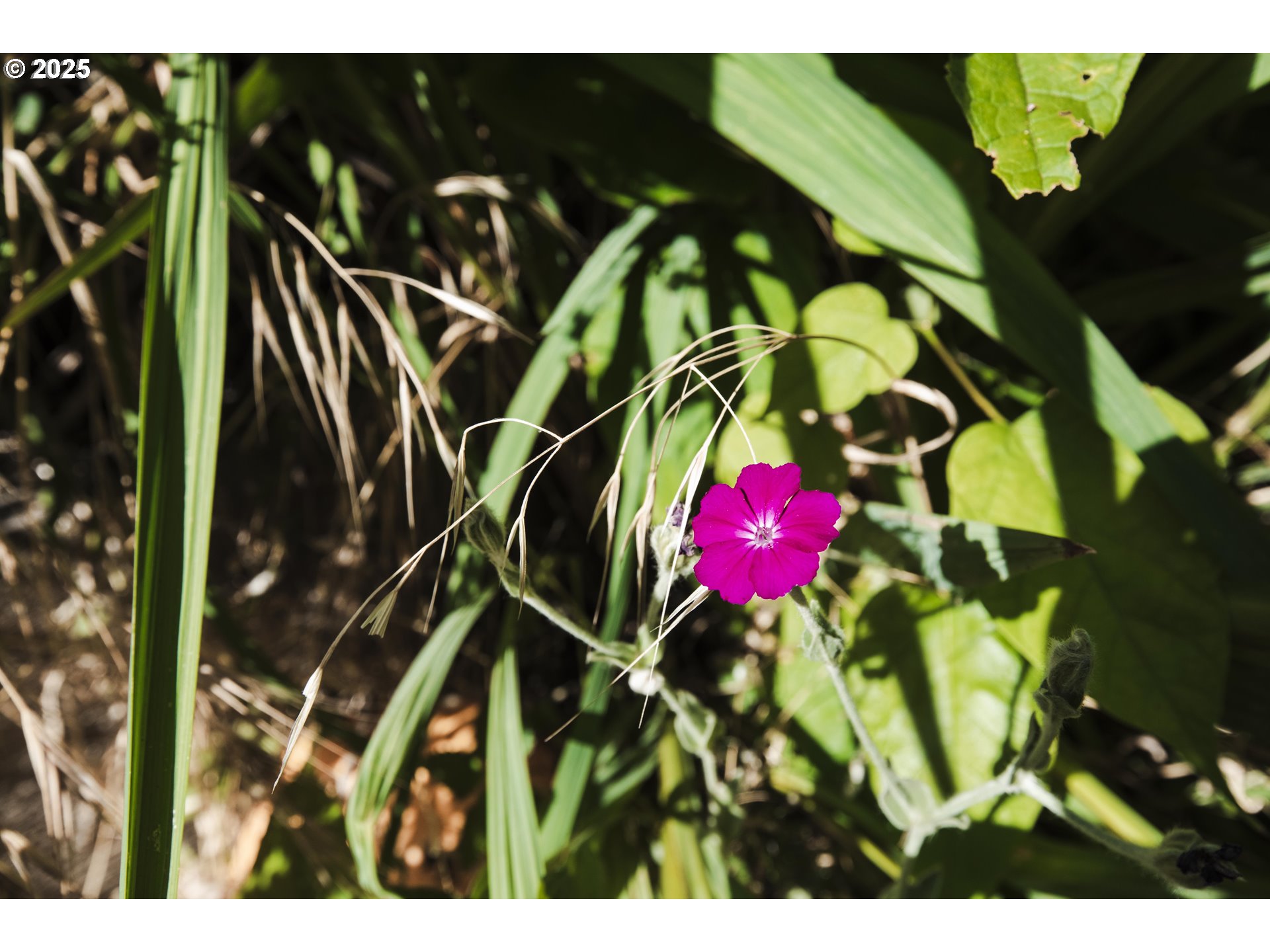 811 Northeast Clyde Place, Unit 116C Grants Pass, OR 97526 - Photo 4 of 37