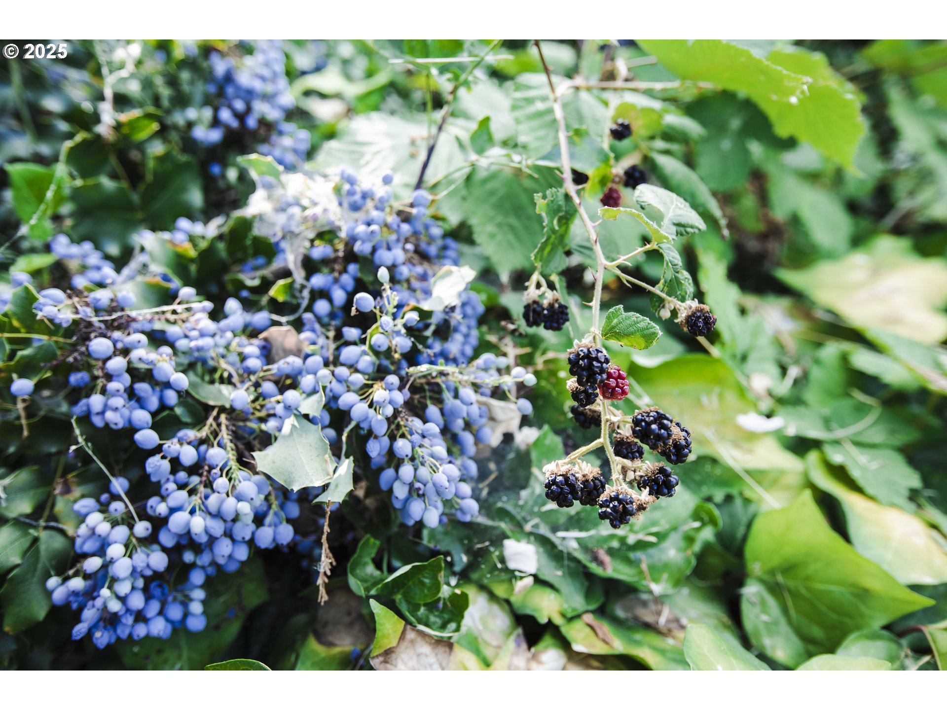 811 Northeast Clyde Place, Unit 116C Grants Pass, OR 97526 - Photo 6 of 37 a view of flowers