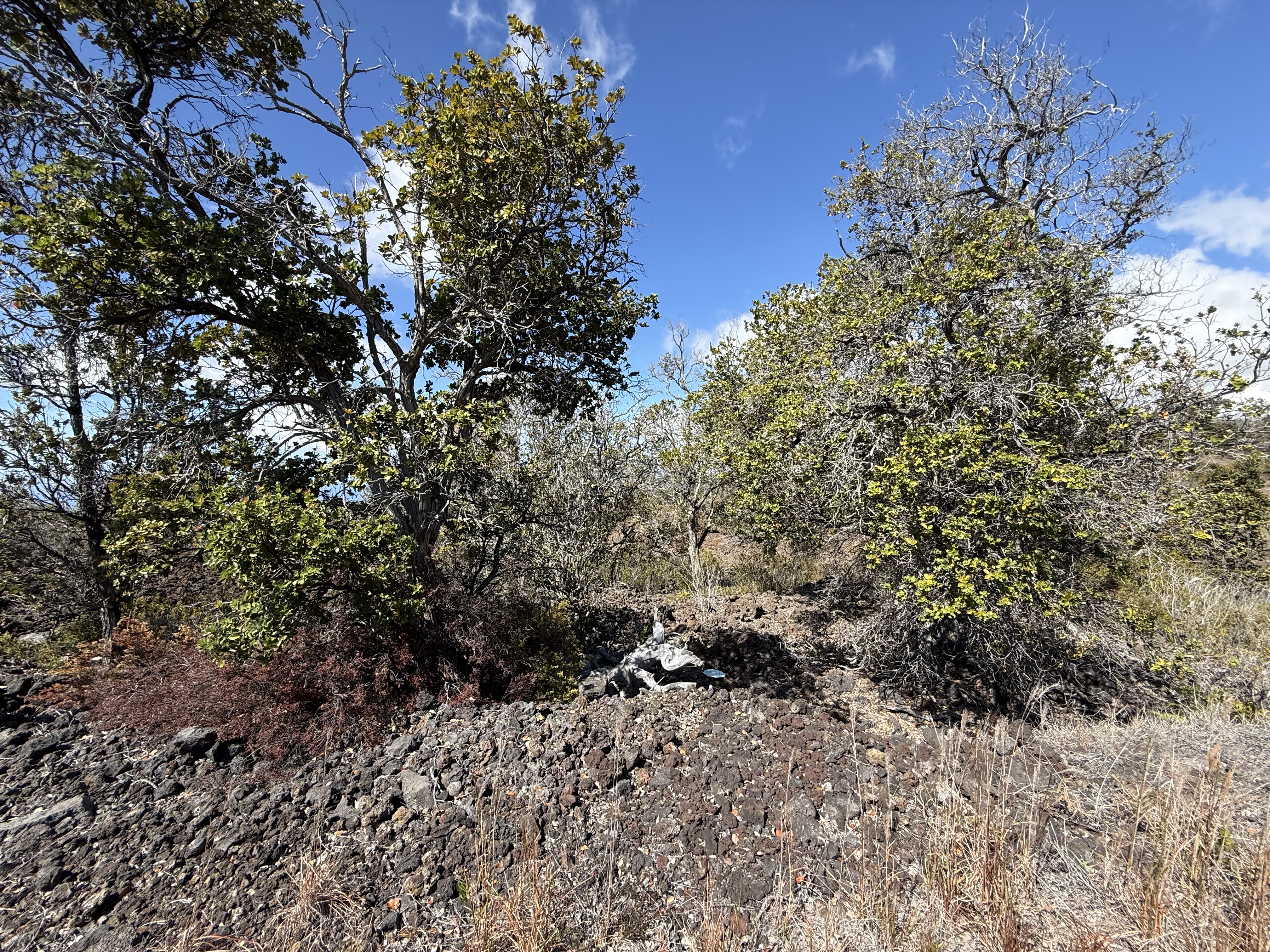 16 Koa Lane Ocean View, HI 96704 - Photo 4 of 14 a view of a forest with a tree