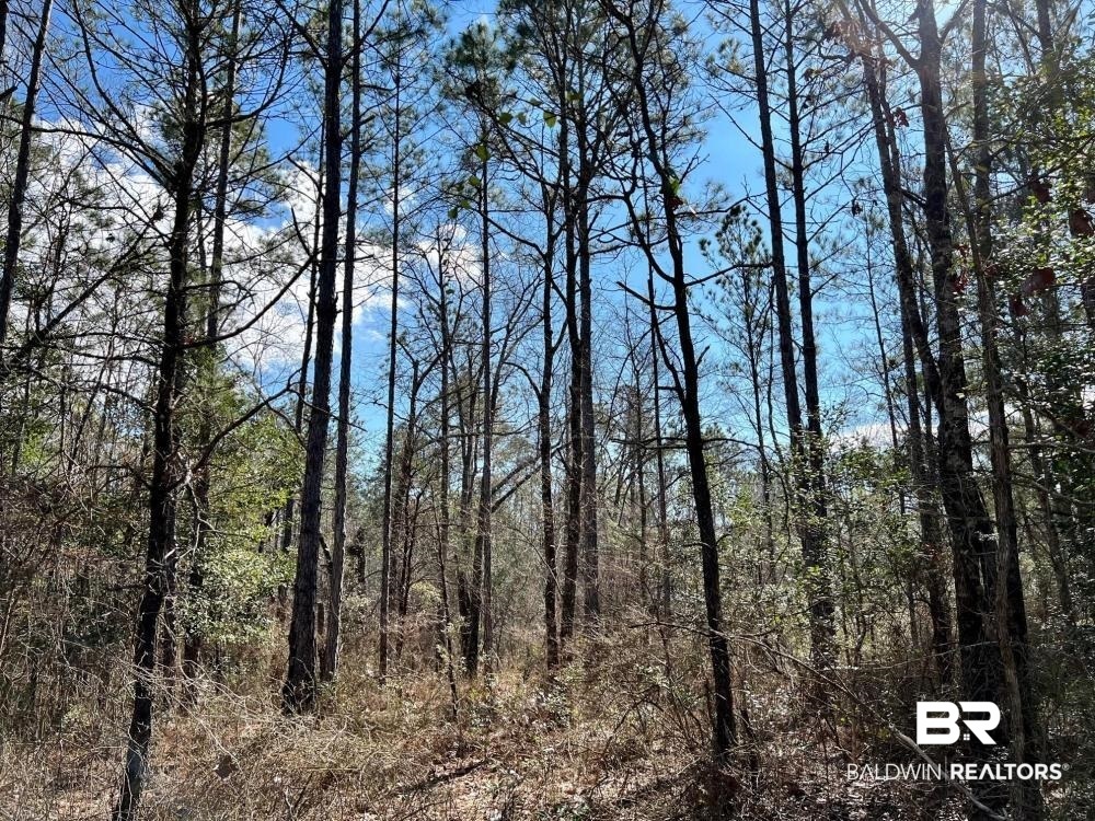 0 Country Road Deer Park, AL 36529 - Photo 6 of 46