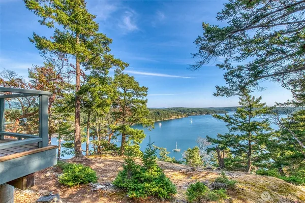 a view of a yard with plants and large trees