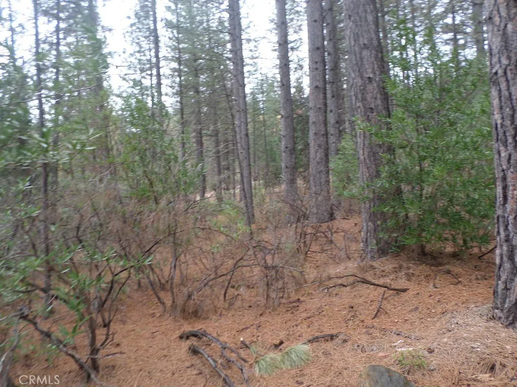 0 Mendocino Way Chico, CA 95973 - Photo 11 of 22 a view of a forest with trees