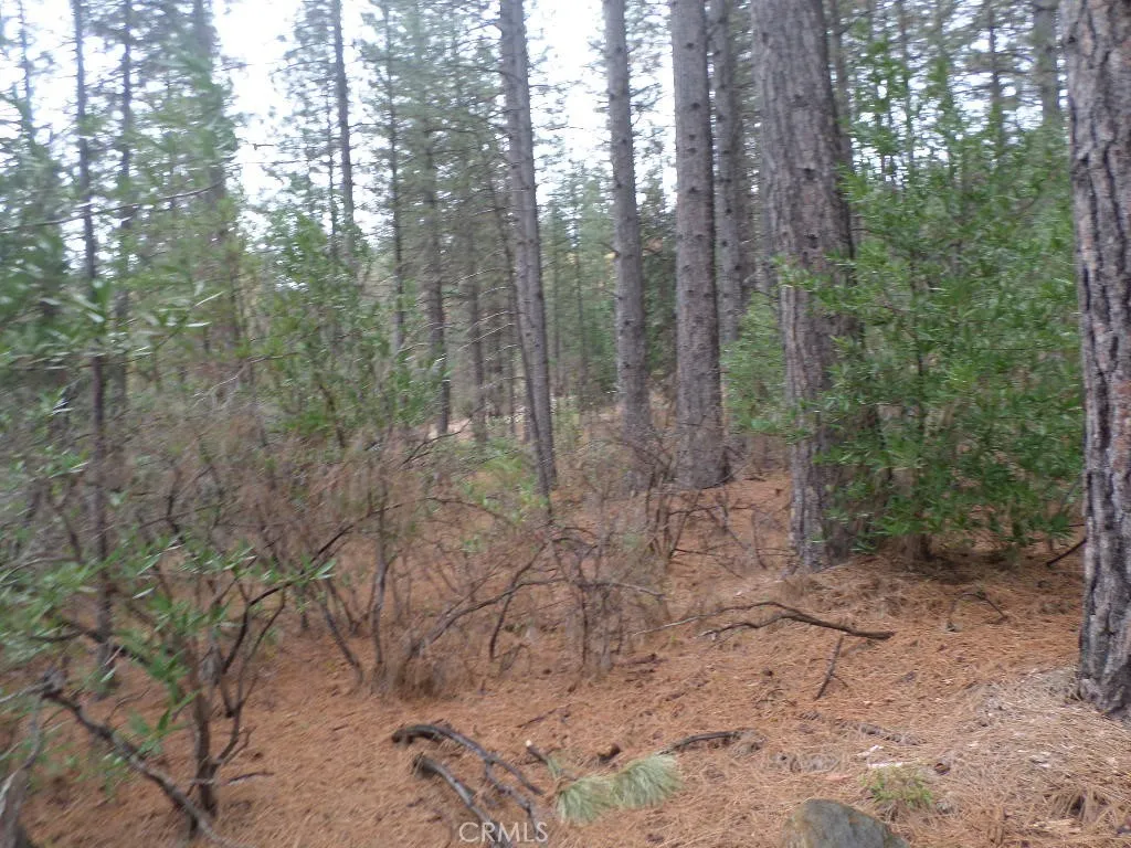 0 Mendocino Way Chico, CA 95973 - Photo 11 of 22 a view of a forest with trees