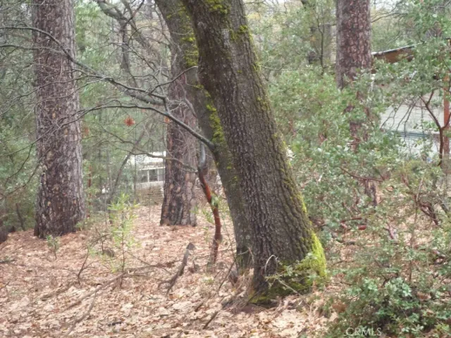 a view of a forest filled with trees