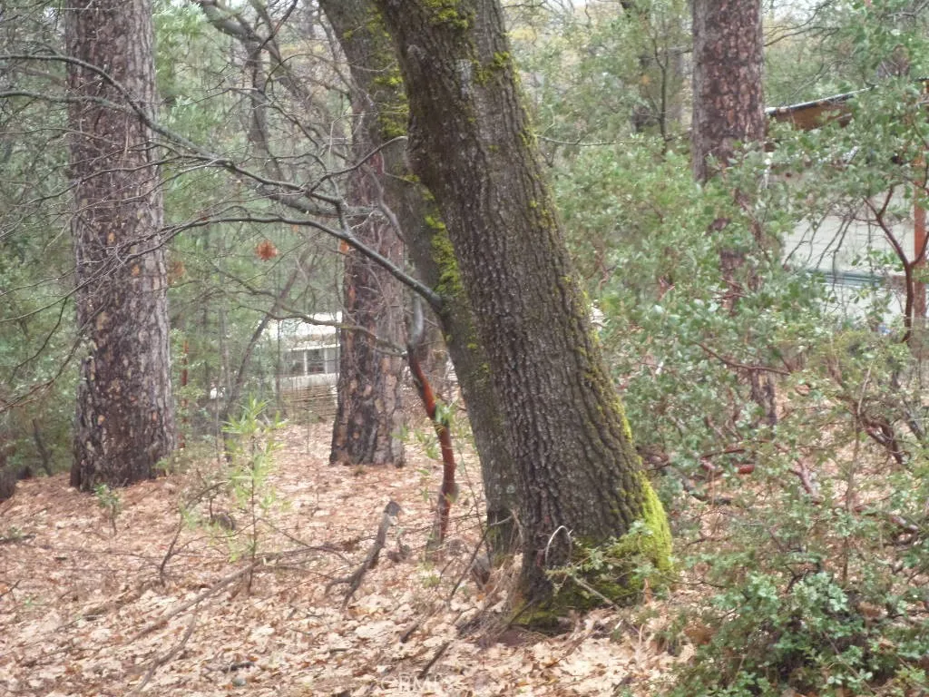 0 Mendocino Way Chico, CA 95973 - Photo 15 of 22 a view of a yard with plants and trees