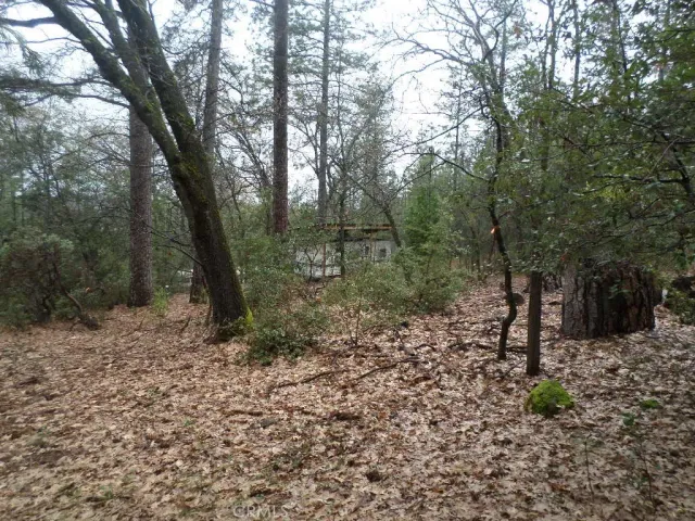 a view of a yard with large trees